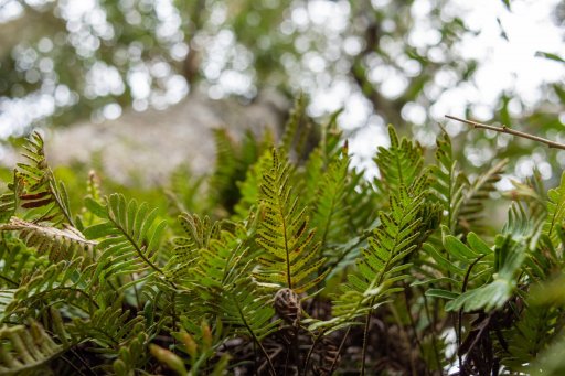 _DSC1463.JPG