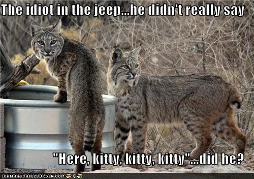 funny-pictures-the-idiot-in-the-jeep-he-didnt-really-say-here-kitty-kitty-kitty-did-he.jpg