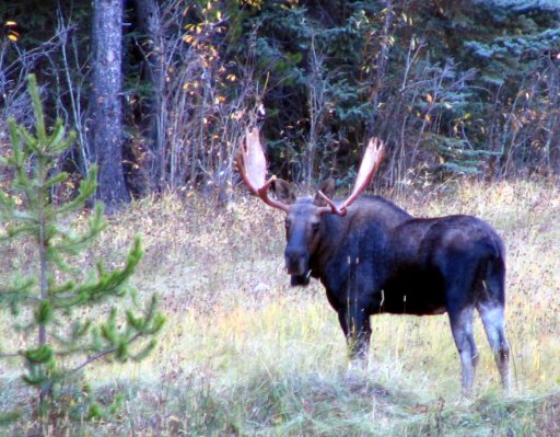 October 2005 bull moose cropped.jpg