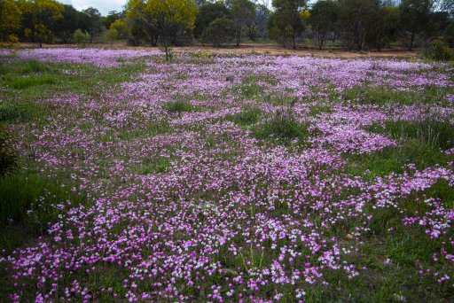 Wildflowers Carpet.jpg