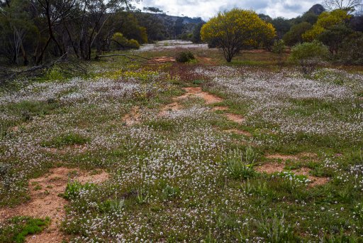 Wildflowers white.jpg