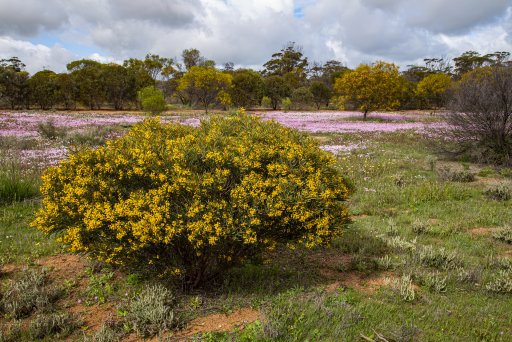 Wildflowers and bush.jpg