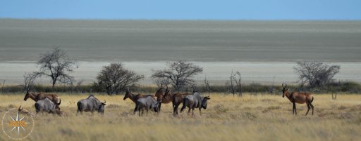 Wilderbeest and heartbeest.jpg