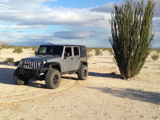 ocotillo.JPG