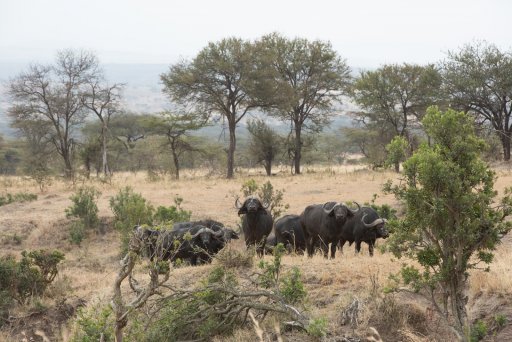 Buffalo - Serengeti.jpg