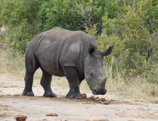 White Rhino - Kruger NP.jpg