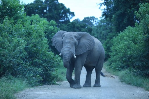 Elephant - Mapungubwe NP.jpg