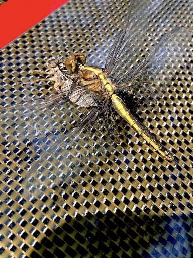 dragonfly-emerging_8414-800.jpeg