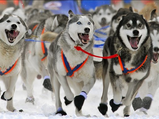 Wallpaper-for-desktop-Dog-Race-Yukon-Alaska-1280x960.jpg