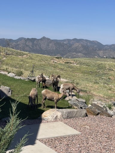 Big Horn Sheep.jpg