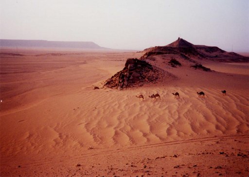 Camels at Tig hills.jpg