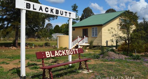 Blackbutt.jpg