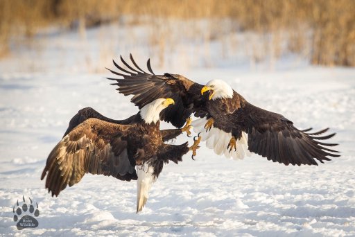 American Bald Eagle  021413-5032-W1.jpg