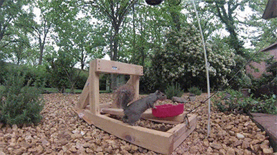 dogassist.gif