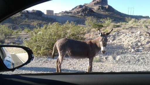 Beatty NV town burros.jpg