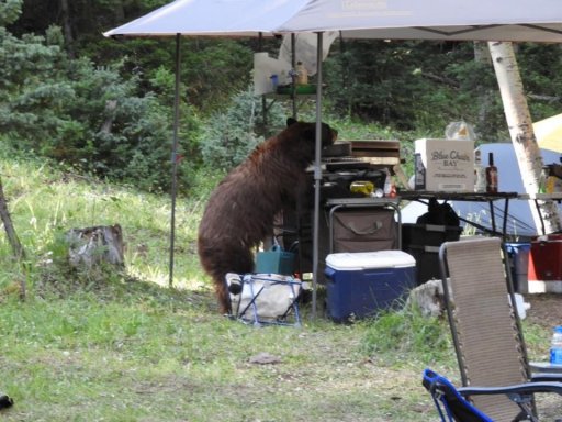 Bear camp 2.jpg
