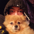 Falcon_45dc64