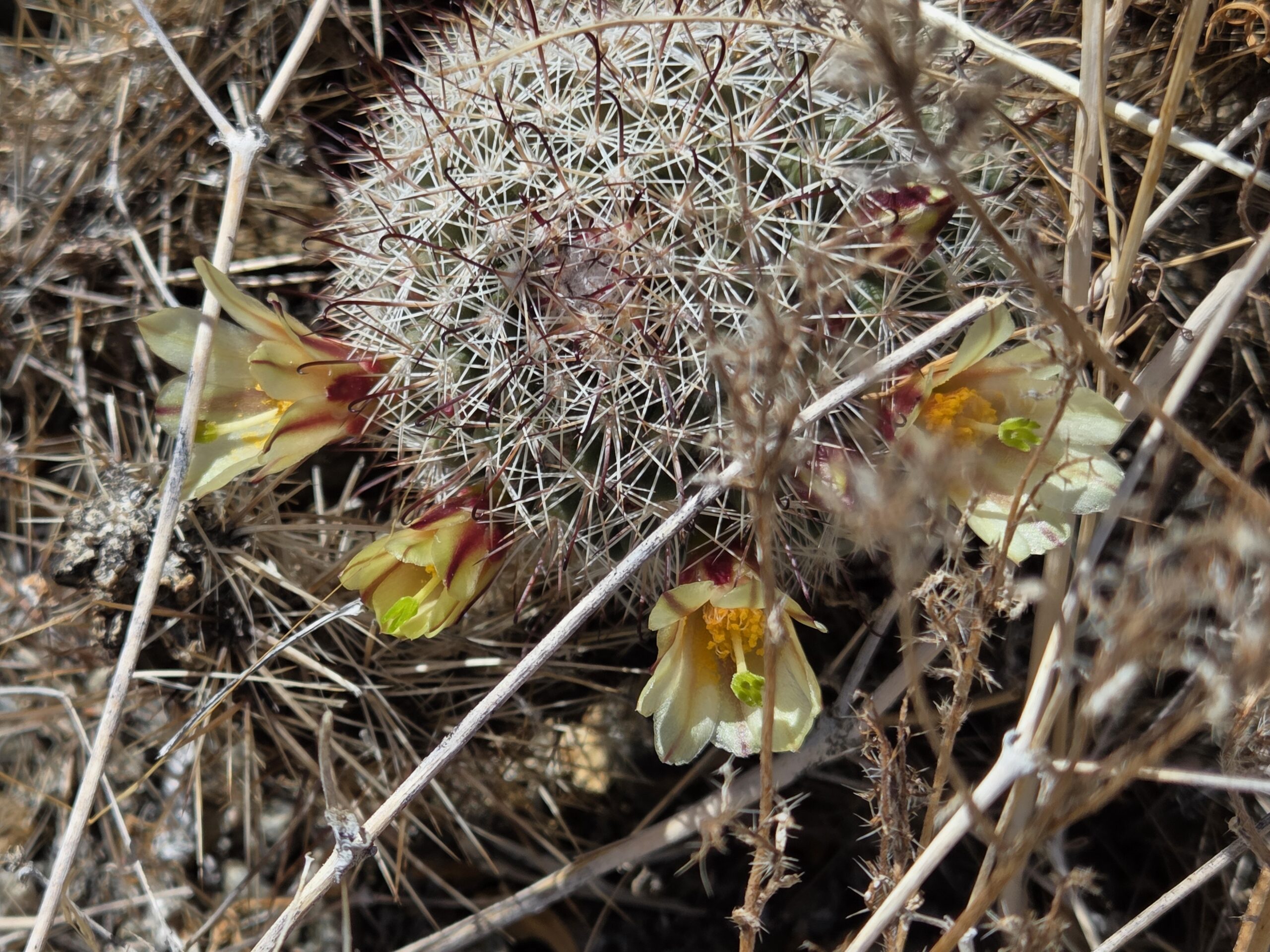 www.desertusa.com