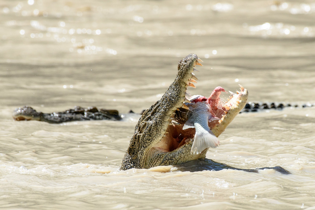 Choppers - Feeding Hungry Crocodile Game. Feed The Fish Quickly As