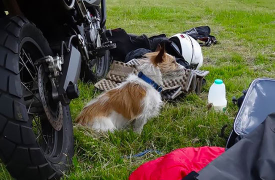Moto camping doggo