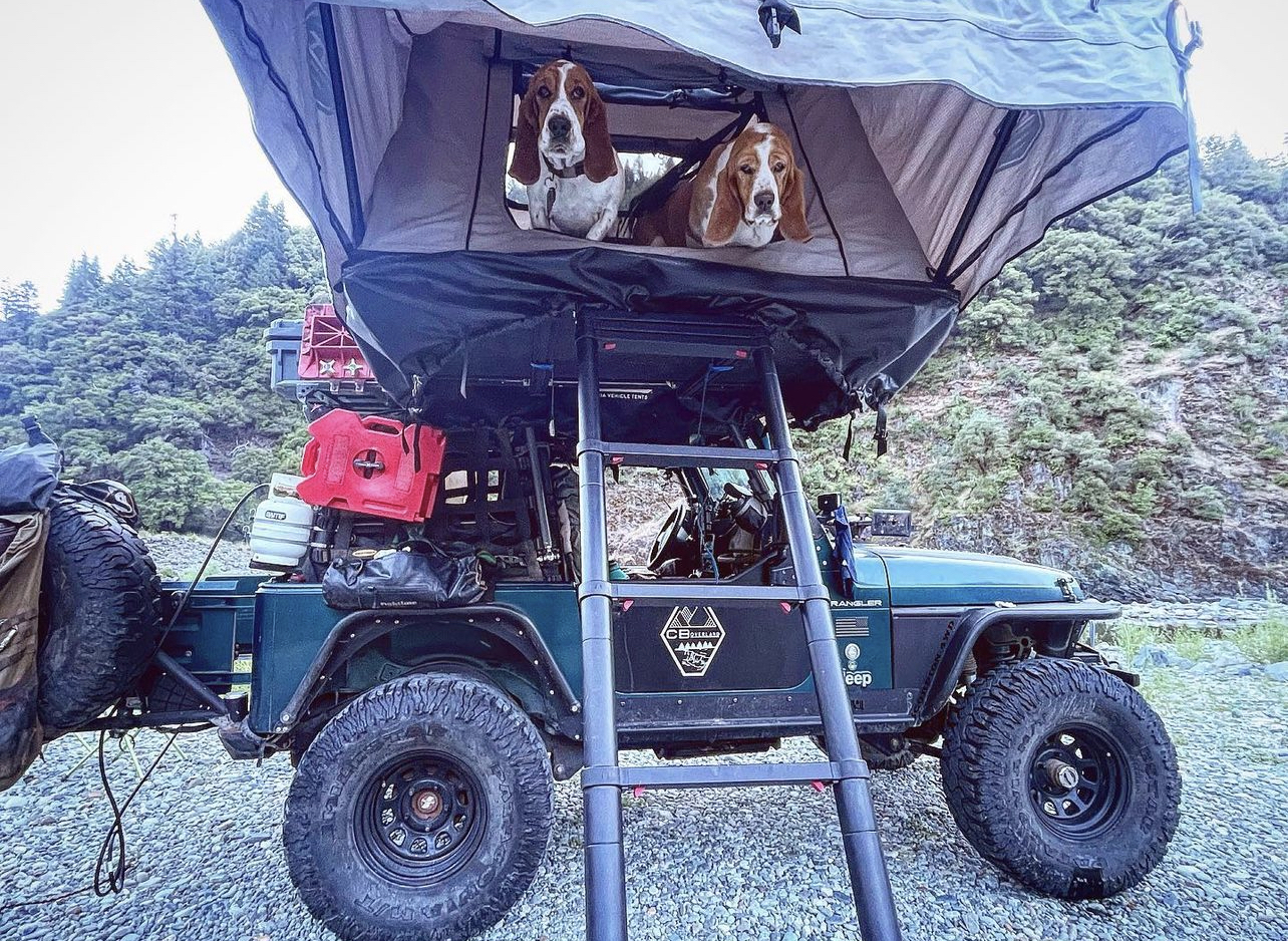 Blue and Charlie the basset hounds in a roof top tent